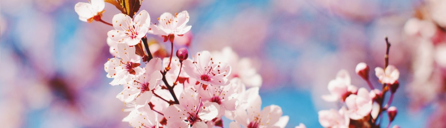 sejour-coree-cerisier