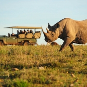 safari-afrique-du-sud-kruger