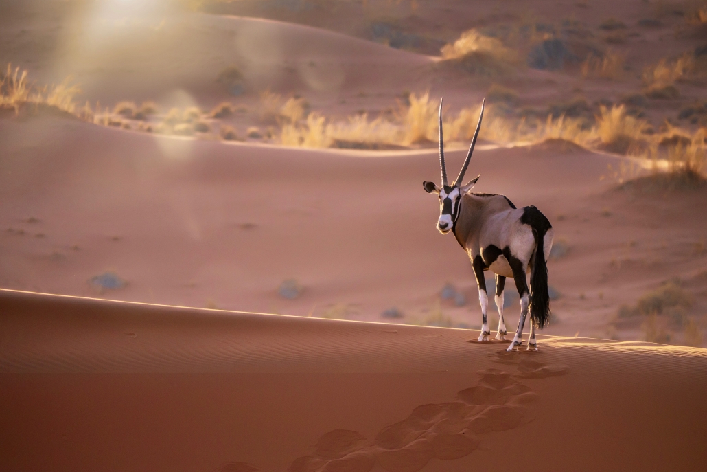 namibie-sejour-safari-desert