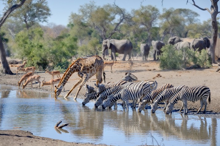 voyage-afrique-safari-famille
